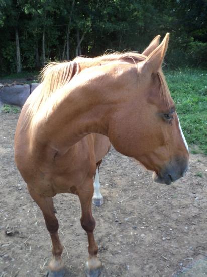 Non à l'hippophagie ! Un animal quel qu'il soit ça se mange pas !