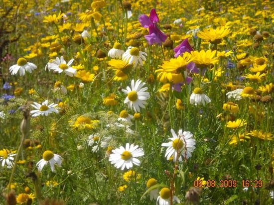 Jardin fleuri